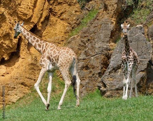 Canvas Print Giraffe in the zoo