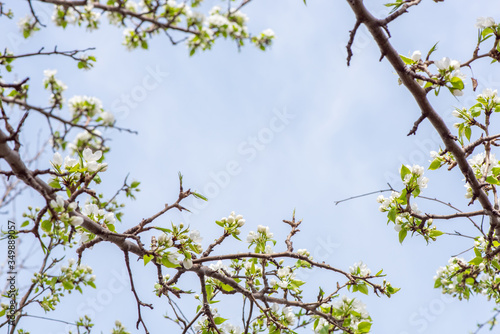 Branch with beautiful blooming pear tree flowers in the garden against a blue sky
