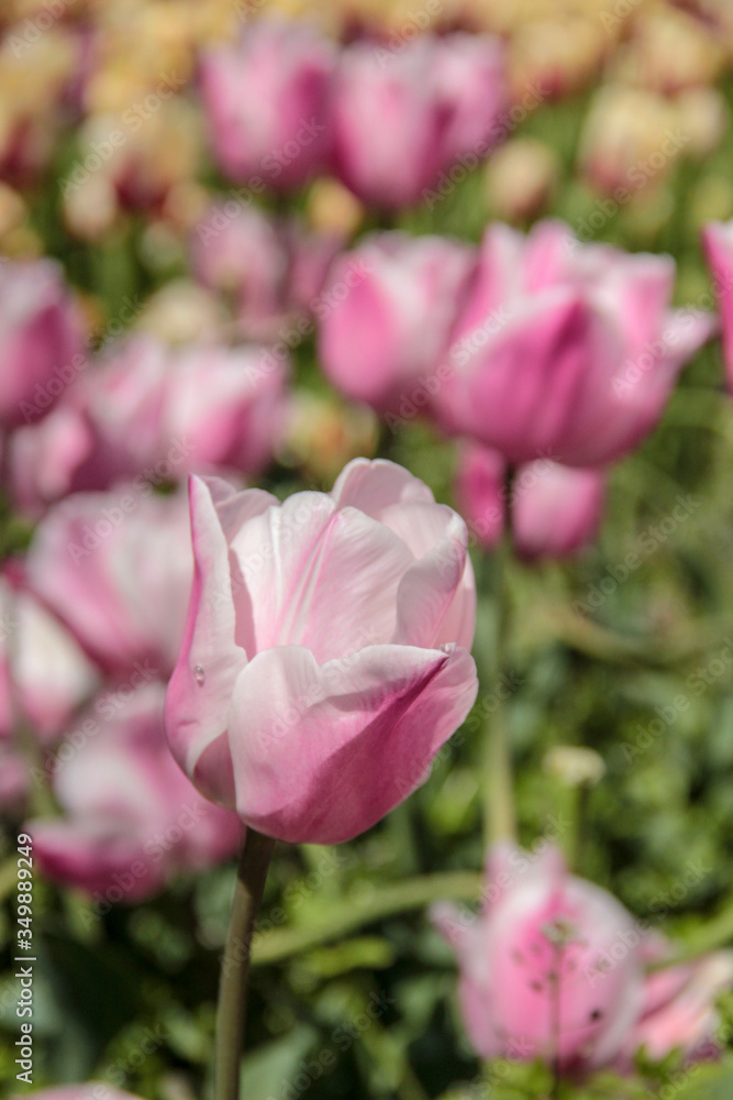 Pink tulips against green foliage. Pink tulips field. Flowers in spring blooming blossom scene. Pink hybrid tulips background. Tulip backdrop. Bicolor tulips.