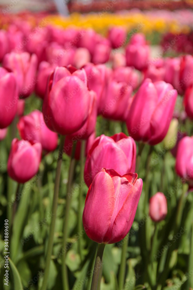 Pink tulips against green foliage. Pink tulips field. Flowers in spring blooming blossom scene. Pink hybrid tulips background. Tulip backdrop. Bicolor tulips. Pink tulips against green foliage. Pink tulips field. Flowers in spring blooming blossom scene. Pink hybrid tulips background. Tulip backdrop. Bicolor tulips.