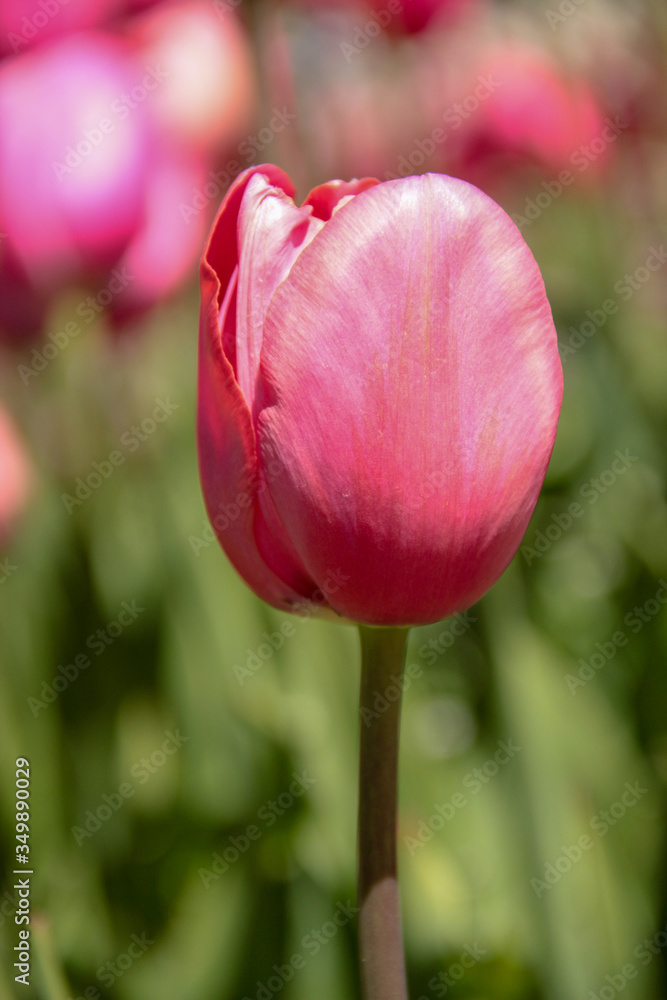 Fototapeta premium Tulip season. Bright fresh spring flowers tulips on blurred background. Beautiful pink tulip blooming in garden. Tulips on the flower bed.