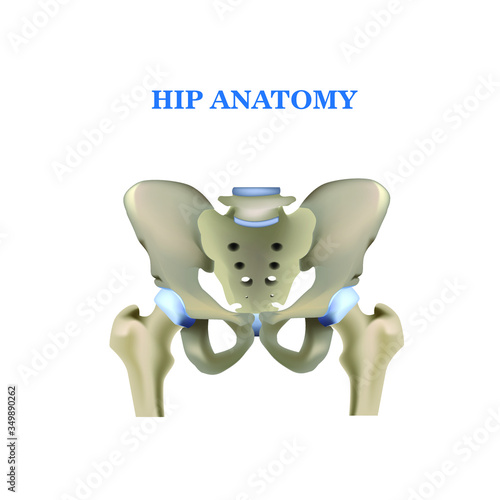pelvis, Hip, realistic vector illustration, illustration for medical posters, templates, training materials.