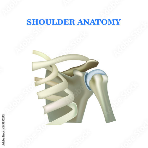 Anatomy of the shoulder joint, bone part realistic vector illustration.