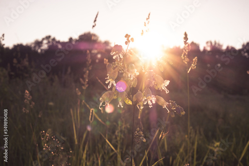 Summer or autumn landscape. Sun rays at sunset through the grass and flowers in the field. grass field with sunny background. Russia  Vladimir