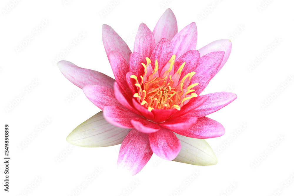 Lotus flower isolated on white background with clipping path.