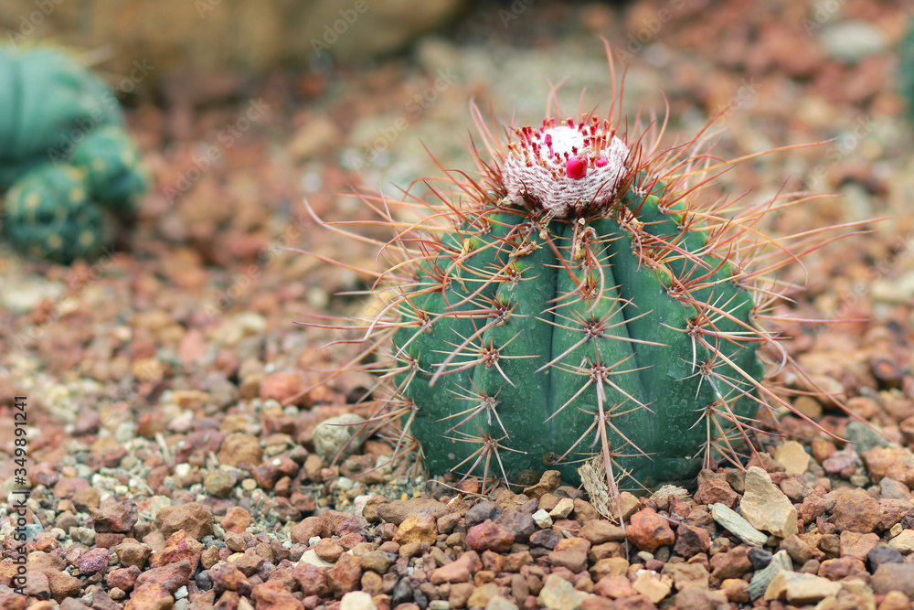 Melocactus Violaceus" Images  Browse 14 Stock Photos, Vectors, and Video |  Adobe Stock