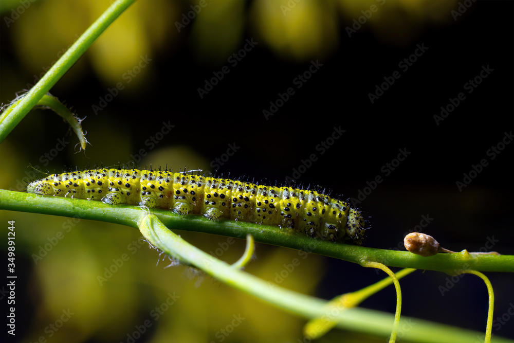 caterpillar of the cabbage super macro caterpillar of the cabbage super macro