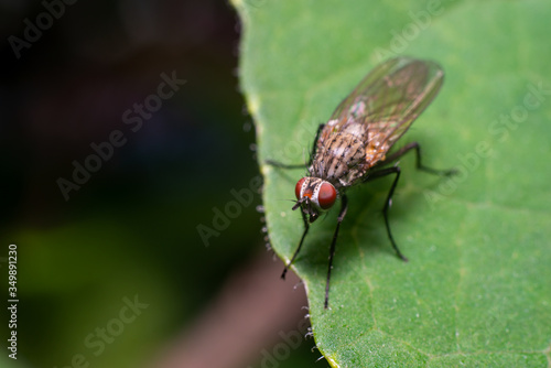 green fly on leaf, super macro © mashiro2004