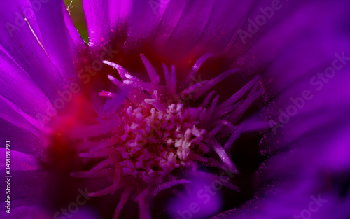 flower super macro  internal of flower in a garden