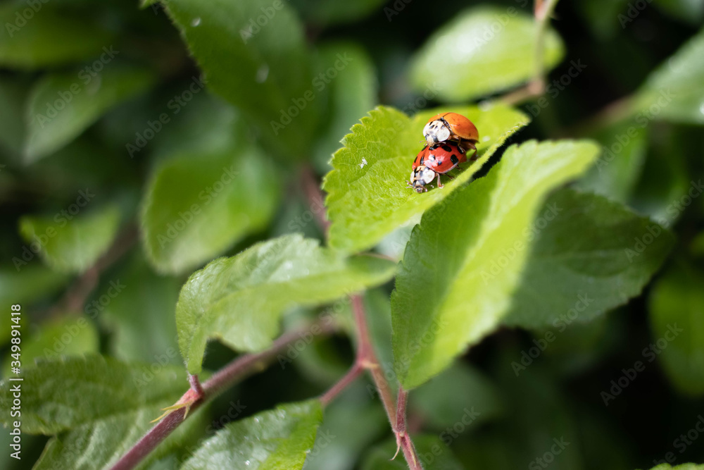 Marco shot of two red ladybugs with black spots that procreate on a green leaf in spring Marco shot of two red ladybugs with black spots that procreate on a green leaf in spring