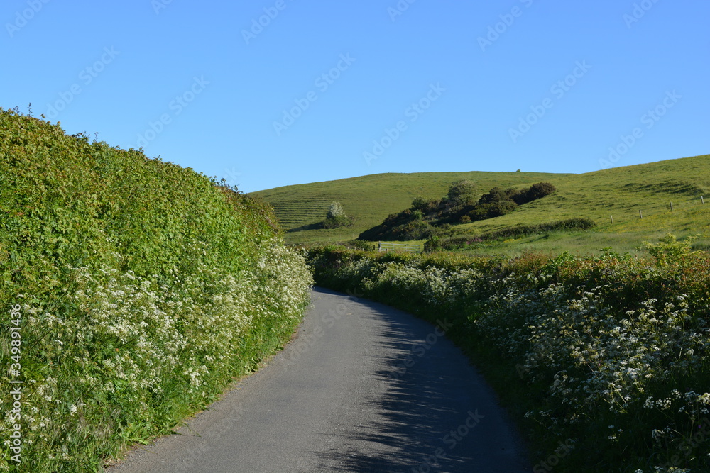 Typical narrow country lane with cow parsley flowering at the roadside ...