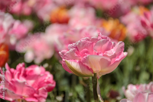 Tulip season. Bright fresh spring flowers tulips on blurred background. Beautiful pink tulip blooming in garden. Tulips on the flower bed.