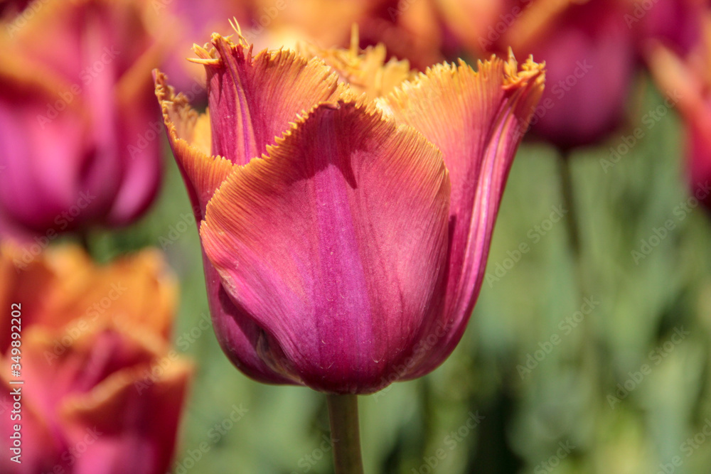 Tulip season. Bright fresh spring flowers tulips on blurred background. Beautiful pink tulip blooming in garden. Tulips on the flower bed. Tulip season. Bright fresh spring flowers tulips on blurred background. Beautiful pink tulip blooming in garden. Tulips on the flower bed.
