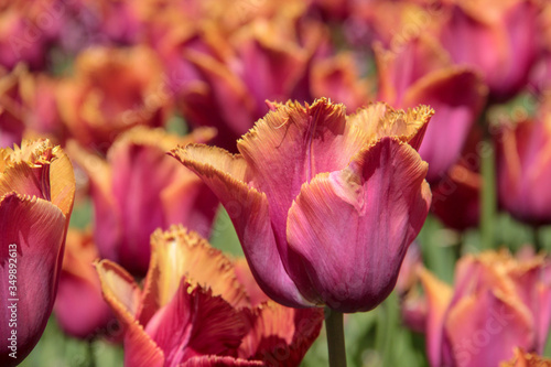 Pink and orange tulips against green foliage. Pink tulips field. Flowers in spring blooming blossom scene. Pink hybrid tulips background. Tulip backdrop. Bicolor tulips.