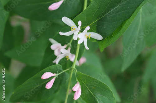 
Delicate pink flowers bloom on a bush in the spring garden.