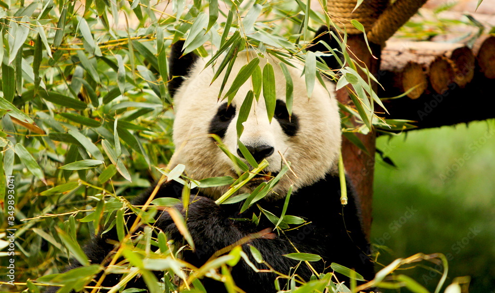 Obraz premium giant panda eating bamboo