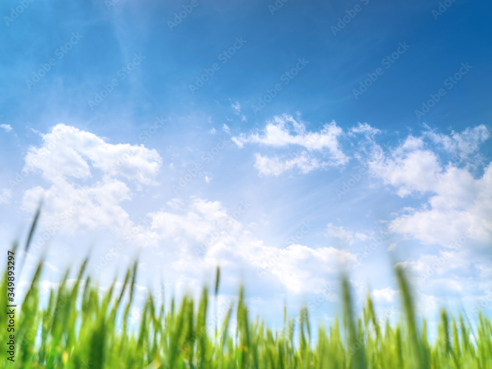 Fototapeta premium sunbeam, sunset, morning, farming, cultivated, rye, outdoors, organic, countryside, harvest, food, country, crop, cereal, scene, growth, summer, sunny, ear of wheat, young, wheat, grains, field, cloud