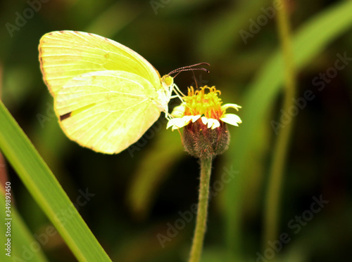 Yellow butterfly sucking honey from a yellow flower © Sivakumar