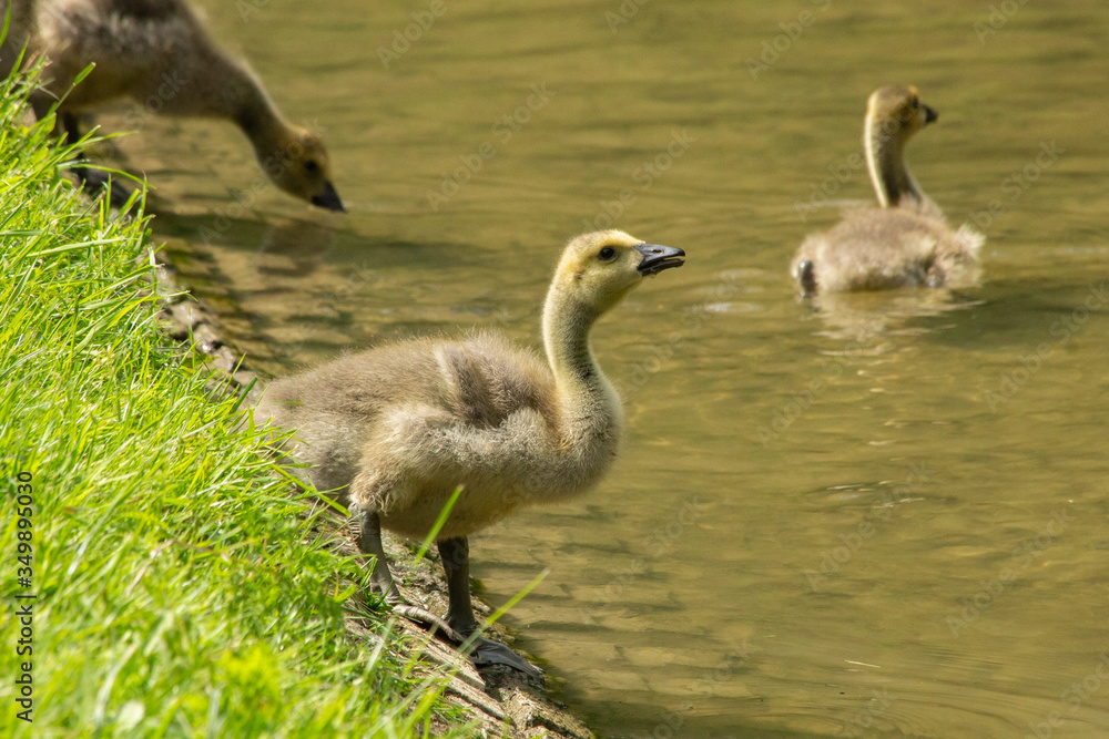 Obraz premium Canada goose gosling
