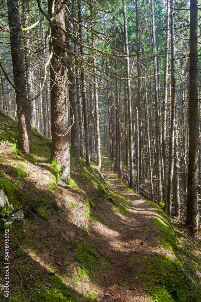 Fototapeta premium Hillside trail.