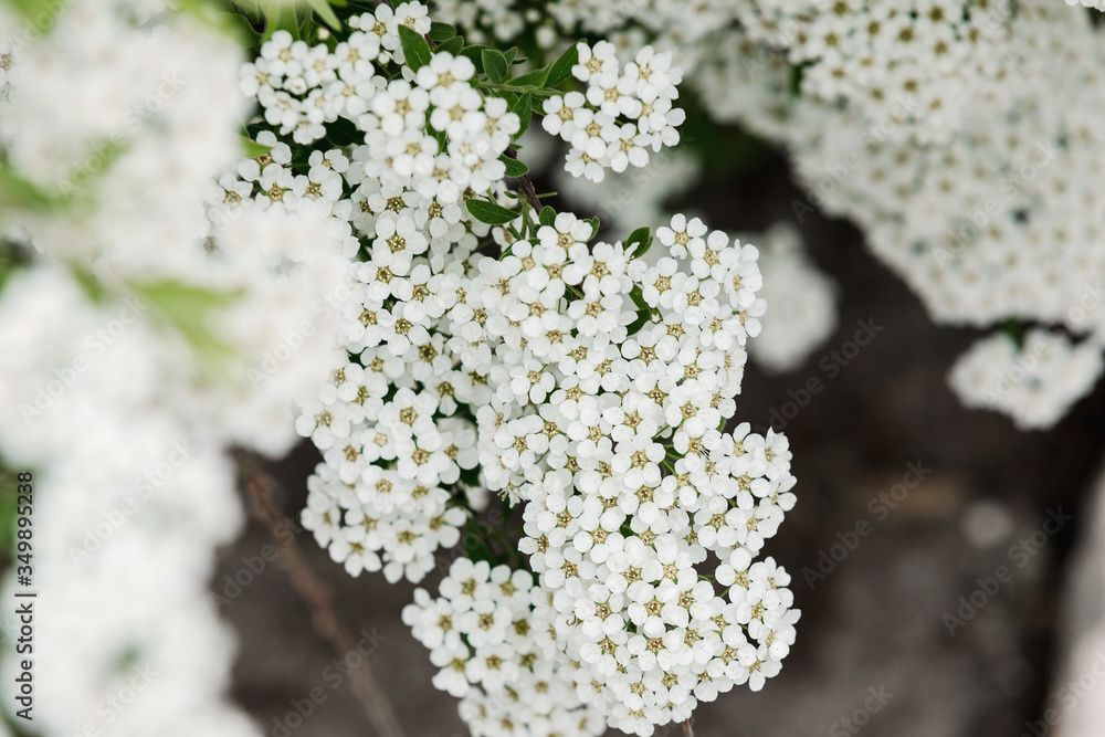 Natural background from a branch in bloom bush of Spiraea Vanhouttei with white flowers in spring. Natural background from a branch in bloom bush of Spiraea Vanhouttei with white flowers in spring.