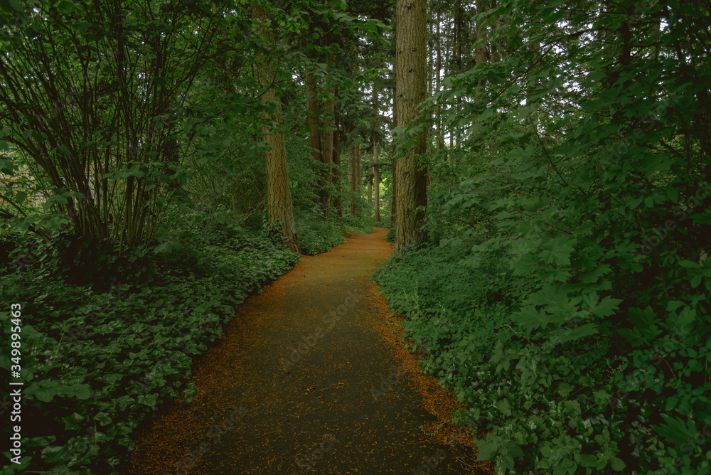 Fototapeta premium Path through forest in Washington State, Pacific Northwest United States