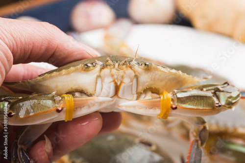 Fresh Redspot swimming crab, living Redspot swimming crab photo