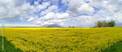 Yellow blooming rapes field landscape during springtime