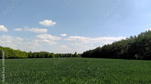 Green wheat field in spring surrounded by trees motion at the edge of Prague