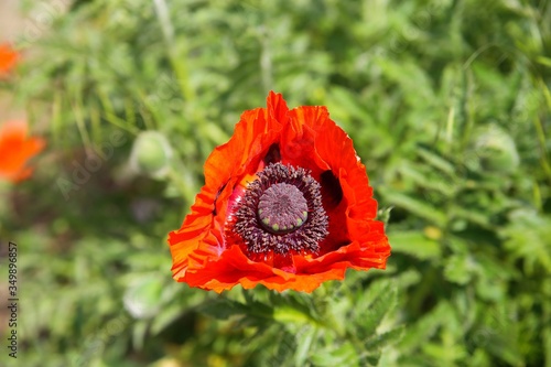 Close up of isolated red oriental poppy flower blossom (papaver Orientale) with green bokeh background photo