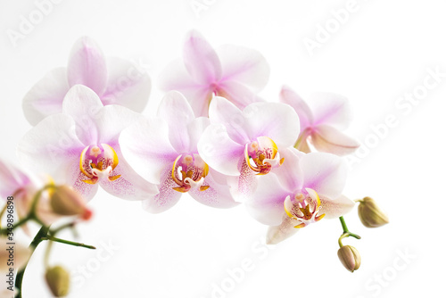 light pink orchid flowers isolated on white background closeup
