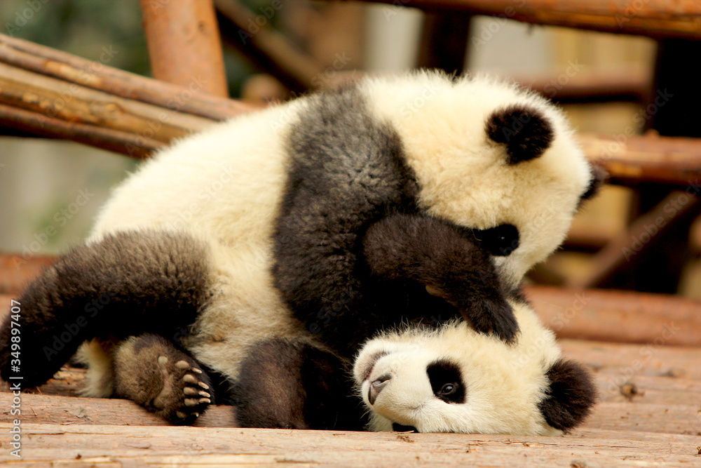 Obraz premium giant panda playing with sibling