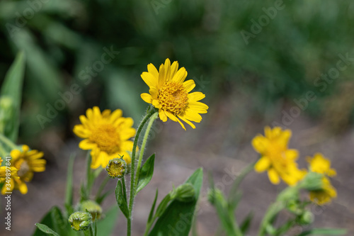 Close view of yellow Arnica(Arnica Montana) herb blossom.Shallow depth of field
