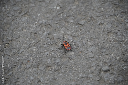 bug on the  asphalt