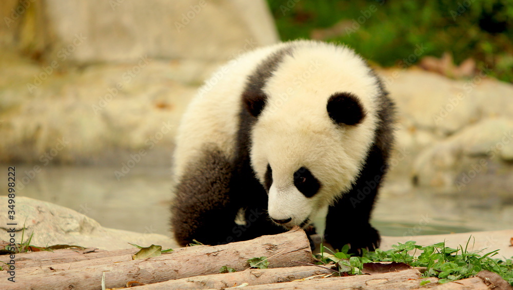 Obraz premium giant panda facing camera