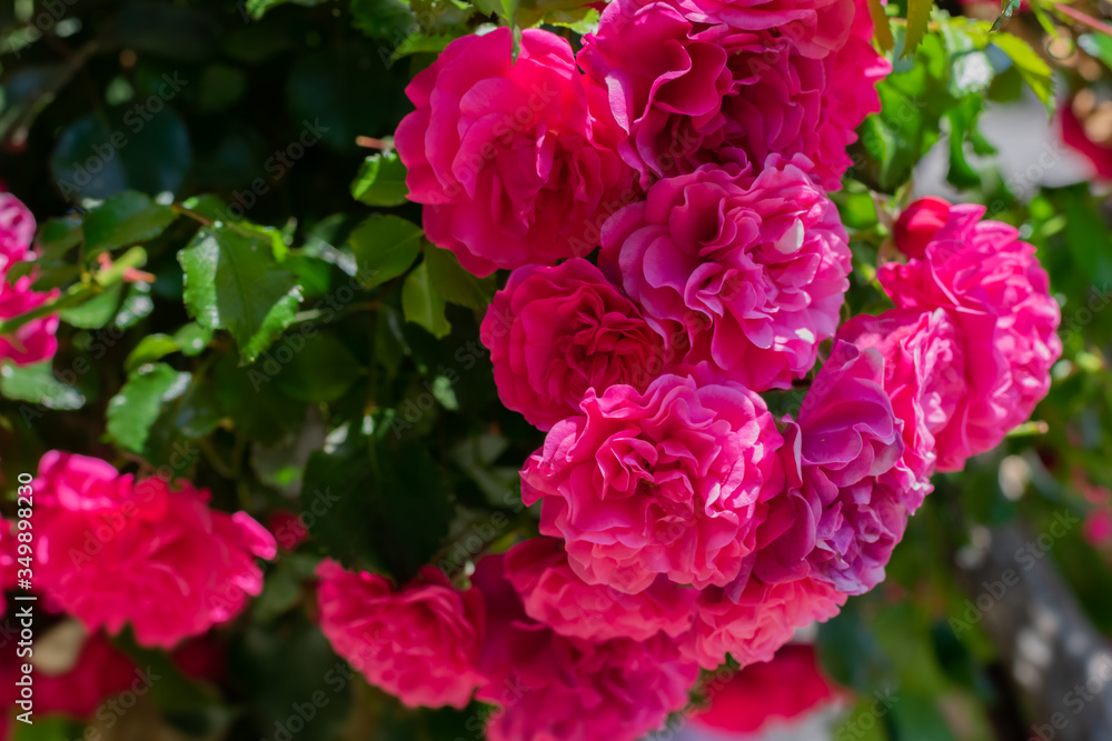 Huge blooming bright pink rose branch with leaves on sunny daylight in the garden. Beautiful blooming roses in garden on summertime. Huge blooming bright pink rose branch with leaves on sunny daylight in the garden. Beautiful blooming roses in garden on summertime.