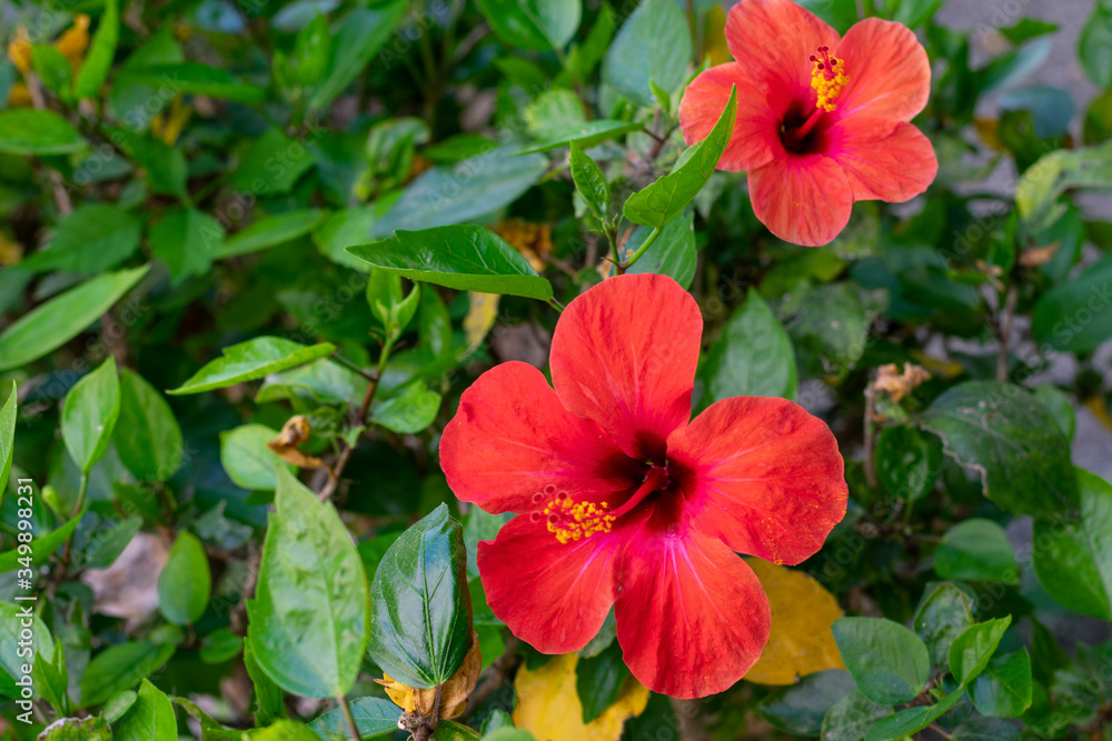 Vivid red hibiscus flower with green leaves is growing on a bush in ...