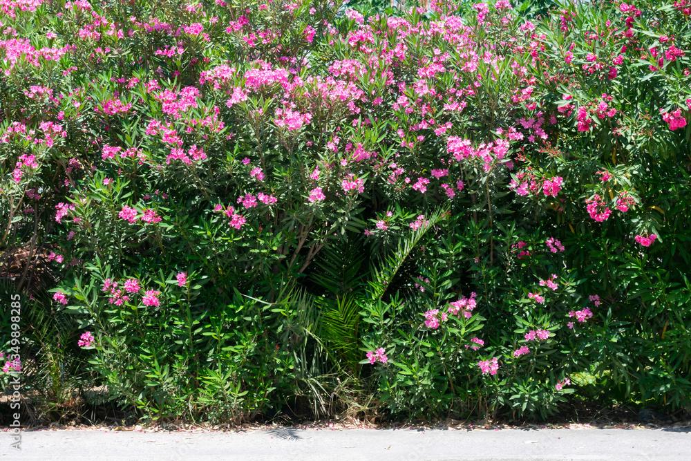 Huge oleander bush as green fence or hedge along the road in a botanical garden on a sunny day.