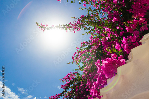 Beautiful bougainvillea from a Mediterranean town on a sunny day. Menorca. (balearic islands, spain)