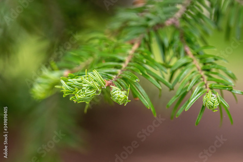 Close up of a branch of a Greek fir (Abies cephalonica)