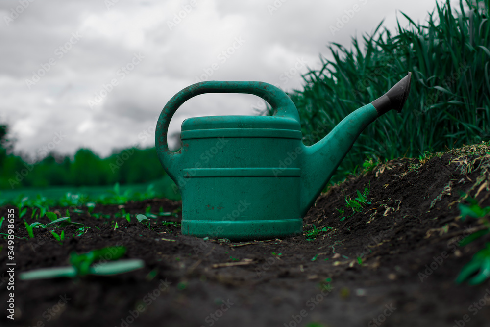 green watering can on the field with green seedlings and wheat green watering can on the field with green seedlings and wheat