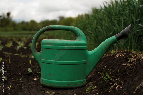 green watering can on the field with green seedlings and wheat