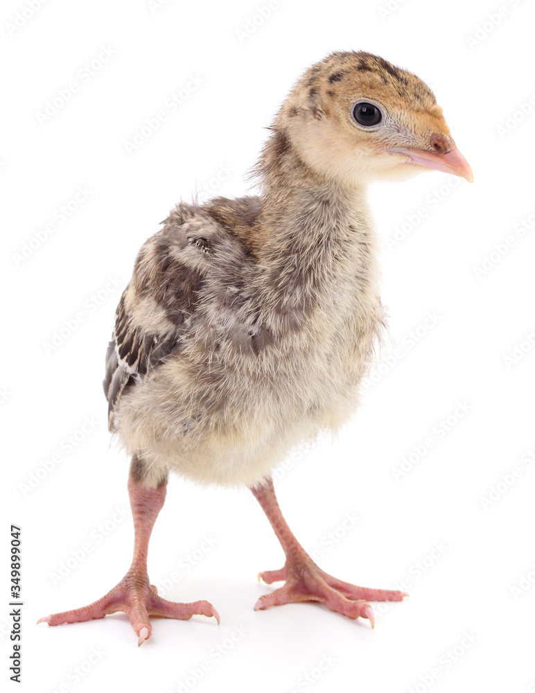 Obraz premium Chicken turkey isolated.