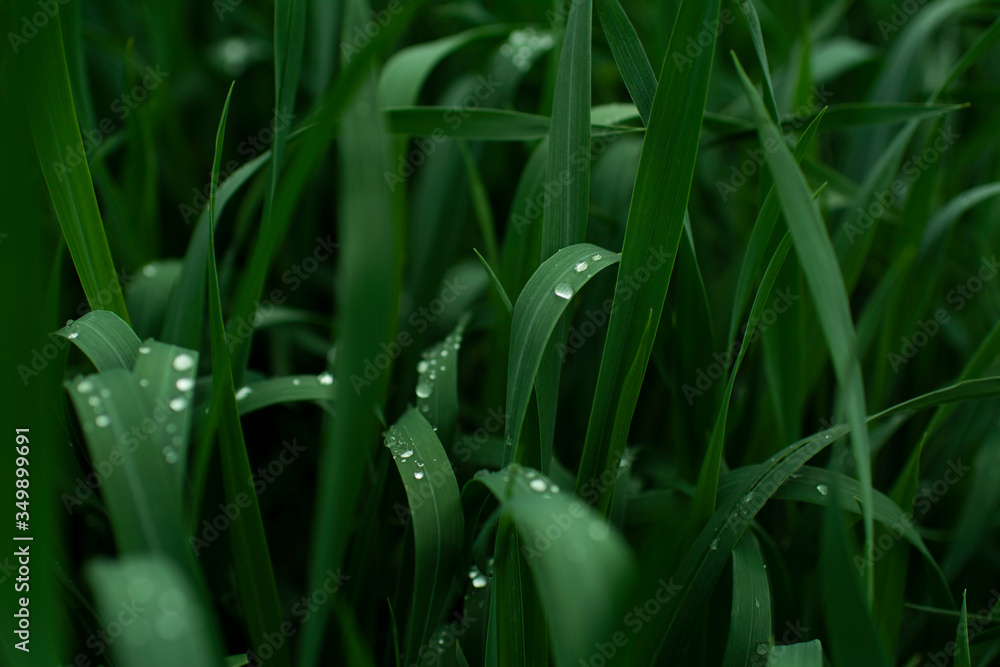 transparent water drops on dark green grass photographed close up transparent water drops on dark green grass photographed close up
