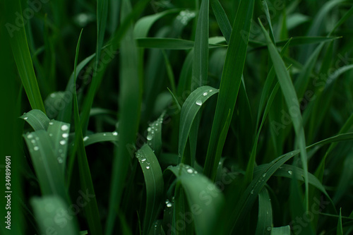 transparent water drops on dark green grass photographed close up 