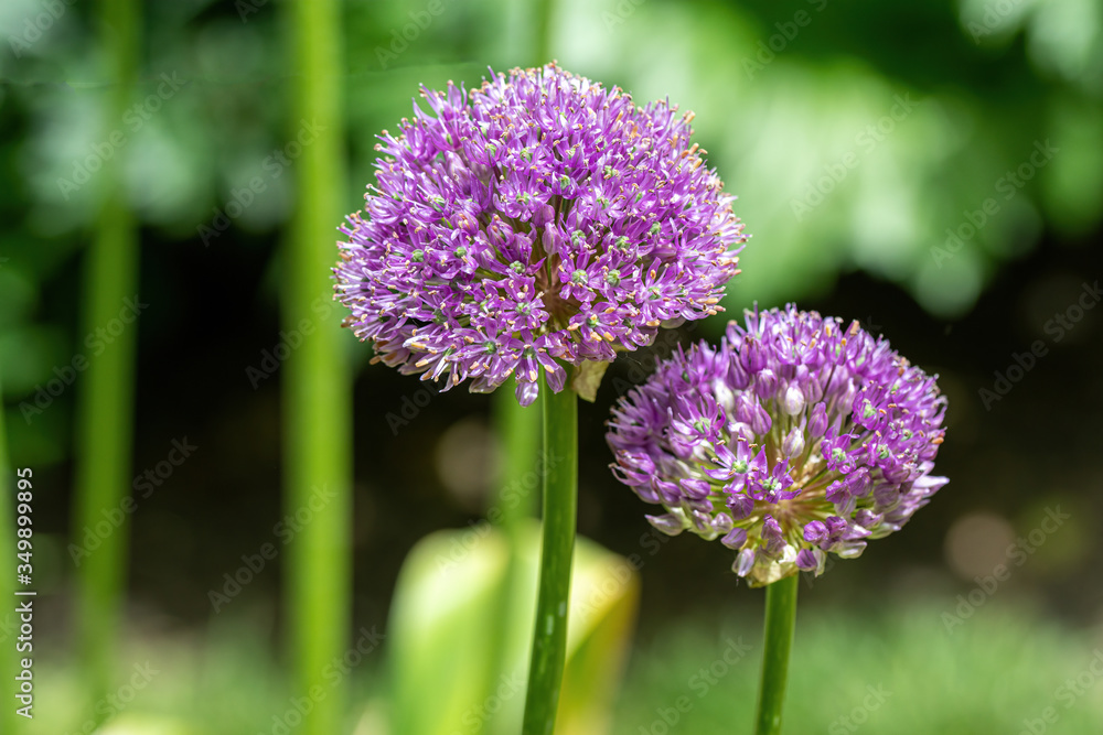 The flower of the Allium Giganteum (Giant Allium or Giant Onion) The flower of the Allium Giganteum (Giant Allium or Giant Onion)