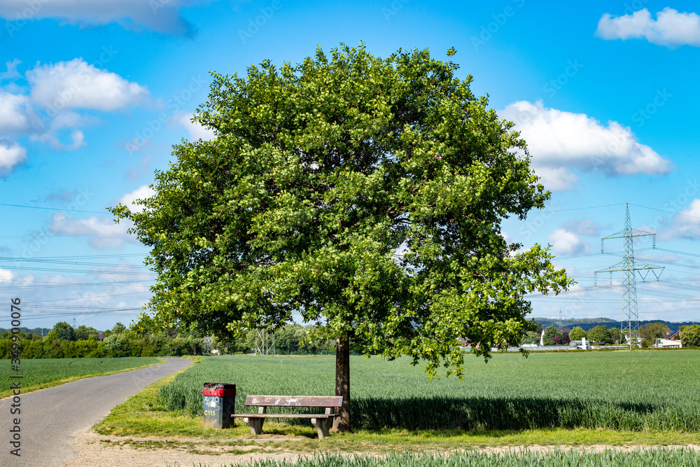 Fototapeta premium single tree with a bank between wheat fileds