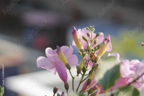 Obraz na płótnie Small flower buds in spring with blurred background in the garden w salonie
