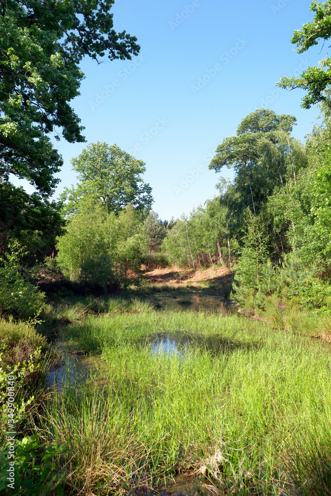 Pond in Rambouillet forest. Rochefort-en-Yvelines Pond in Rambouillet forest. Rochefort-en-Yvelines