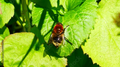 Honey bee cleaning pollen off her antenna, hairy eyes and fills structures called pollen baskets on their legs. Macro close up view. 4K video.